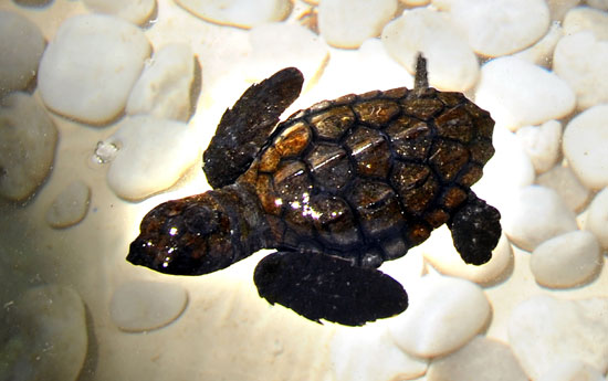 Hawksbill Turtles