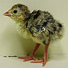 Quiz: Name the Baby Birdies!