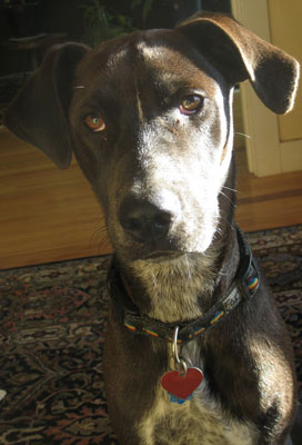 Do Tell: Guess Haiko's Breed Mix Before DNA Results Come Back