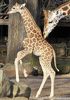 Sara Gets a Gentle Giraffe-y Nudge
