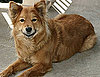 What Are Your Pets Giving Thanks For Today?