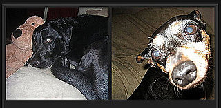 Pick the Cuter Pet For a Chance to Win $1,000!