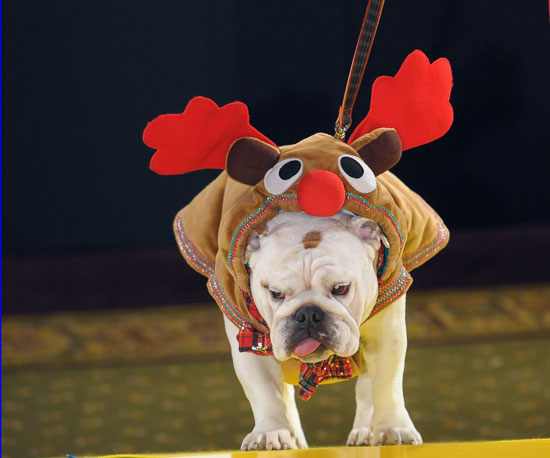 Pups Go All Out for Harrods Pet-a-Porter Fashion Show Pups Go All Out for Harrods Pet-a-Porter Fashion Show