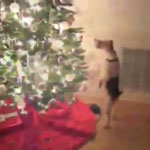 Super-Cute Video: This Dog's Rocking Around the Christmas Tree Super-Cute Video: This Dog's Rocking Around the Christmas Tree