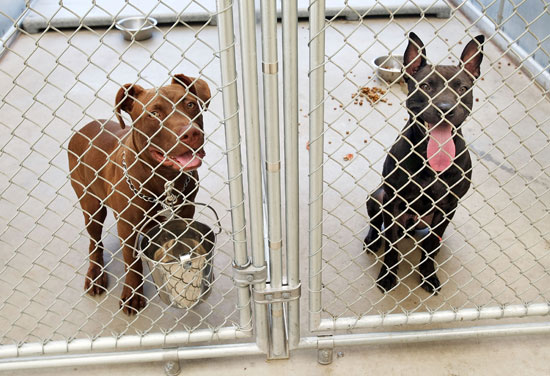I Need Your Help . . . Multiple Pit Bull Household? I Need Your Help . . . Multiple Pit Bull Household?