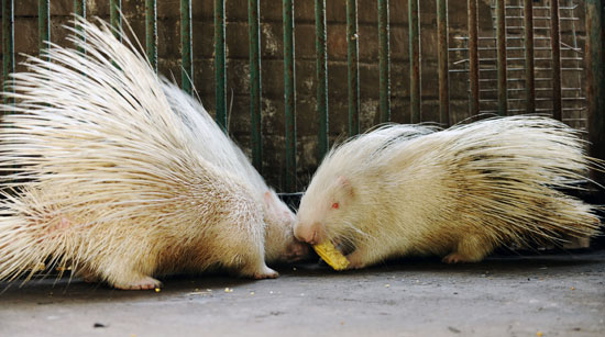 Guess What Animal? Guess What Animal?