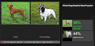 Play Our Newest Faceoff to Pick Which Dog Breed Is More Popular
