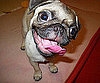 Pet Pic of the Day: Crazy Daisy