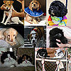 Who Was Your Favorite New Celebrity Pet in 2009?