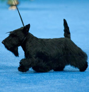 Sadie the Scottish Terrier Wins the 2009 National Dog Show