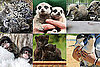 Who's the Cutest Zoo Twosome From 2009?