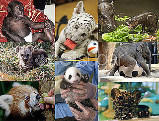Who's the Biggest Zoo Baby Ham of 2009?