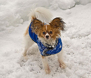 Share Your Pets' Best Wintry Photos!