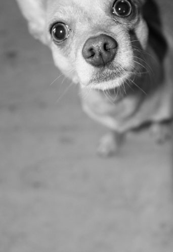 The Scoop: The Most Common Breed in California Shelters Is Now . . .