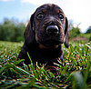Guess What Breed?