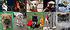 Most Missed Celebrity Pet or Celebripup of 2009? 