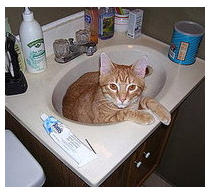 How Often Do You Use the Furminator?