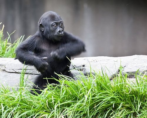 King Kong in the Making King Kong in the Making