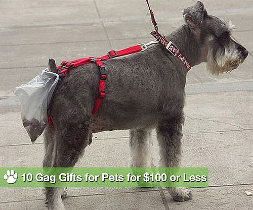 10 Gag Gifts For Pets For $100 or Less