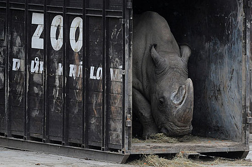 Last Ditch Effort For a Fighting Chance Against Extinction