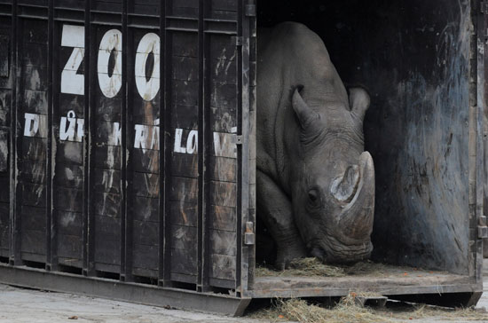 White Rhinos White Rhinos