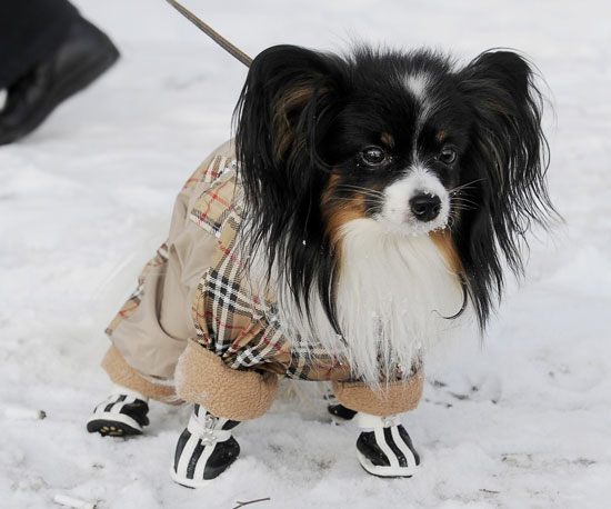Guess What Breed?