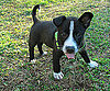 Pet Pic of the Day: Ronin's Ready to Rumble