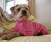 Pet Pic of the Day: The Cat's (I Mean, Dog's) Pajamas
