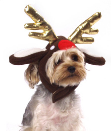 Run, Run, Rudolph: Reindeer-Themed Dog Gifts