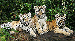 Sugar Shout Out: Nuremberg Zoo Debuts Siberian Tiger Cubs!