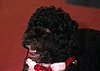 Speed Read! Oprah Chats With Michelle and Bo Obama