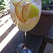 Peach Mango Sangria