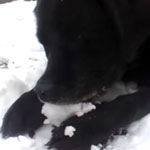 Do Tell: Is Snow a Snack to Your Dogs? Do Tell: Is Snow a Snack to Your Dogs?