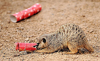 London Zoo Animals Get Early Christmas Presents!