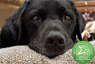 The Results Are In: Most Popular Dog Breed