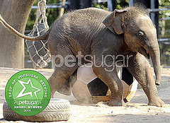 The Results Are in: Biggest Zoo Baby Ham The Results Are in: Biggest Zoo Baby Ham