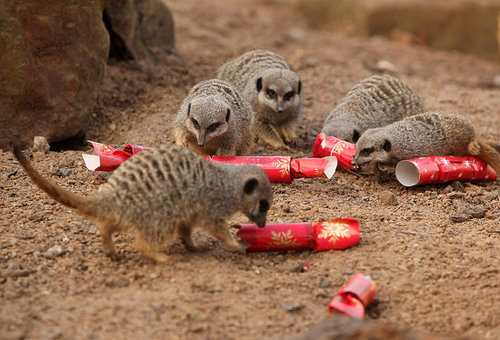 London Zoo Animals Get Early Christmas Presents! London Zoo Animals Get Early Christmas Presents!