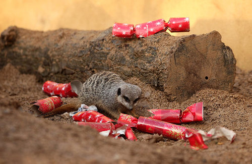 London Zoo Animals Get Early Christmas Presents! London Zoo Animals Get Early Christmas Presents!