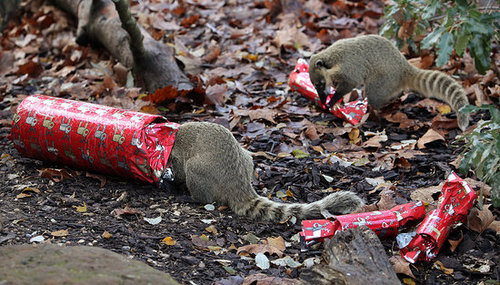 London Zoo Animals Get Early Christmas Presents! London Zoo Animals Get Early Christmas Presents!