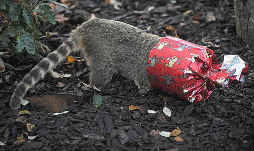 London Zoo Animals Get Early Christmas Presents! London Zoo Animals Get Early Christmas Presents!
