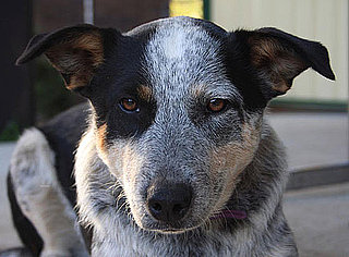Guess What Breed?