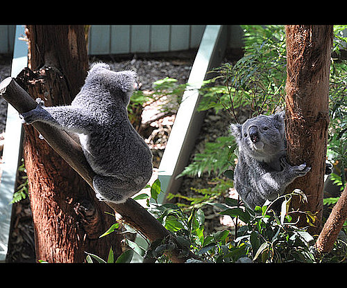 5. Curious Koalas 5. Curious Koalas