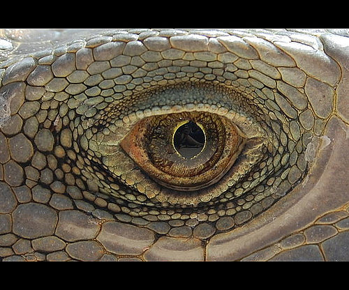 2. Look Into the Eye 2. Look Into the Eye