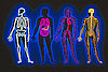 How Well Do You Know Your Anatomy?