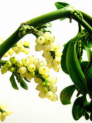 Are You Hanging Mistletoe This Year?