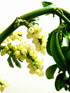 Are You Hanging Mistletoe This Year?