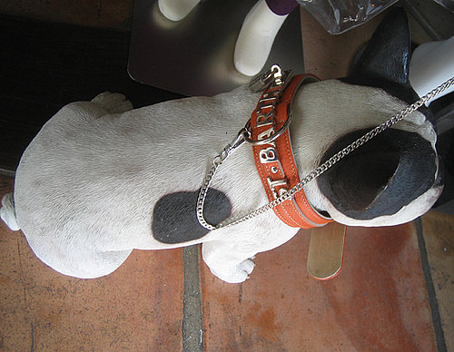 Do You Buy Pets Souvenirs From Your Vacation?