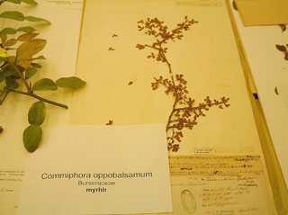 A New Gift of the Magi: Myrrh Fights Cholesterol 