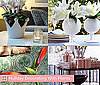 Holiday Decorating With Plants and Flowers