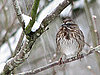 Do You Feed the Birds in the Winter?